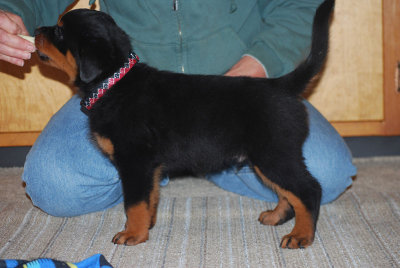 C Litter vom Wilynholz 8 Weeks Stacked