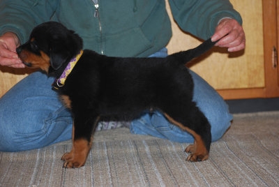 C Litter vom Wilynholz 8 Weeks Stacked