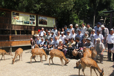 Deer and tourists in Nara Park. Deer are considered to be a sacred symbol in Nara.