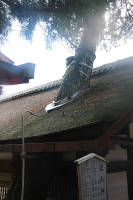 Next, we moved on to the nearby Tamukeyama Hachimangu Shrine where a tree was growing through the roof.