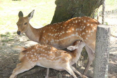 A mother deer with a nursing baby at Nara Park.