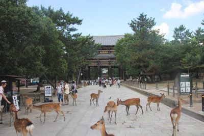 There are many deer in front of the gate, since it is next to Nara Park. 