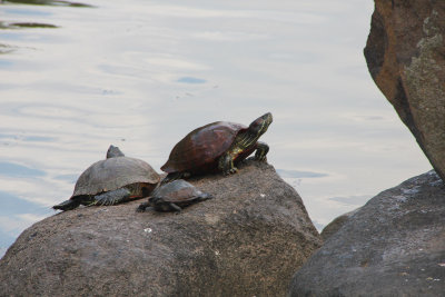 Tortoises taking in the sun on a rock at Sarusawaike Pond.