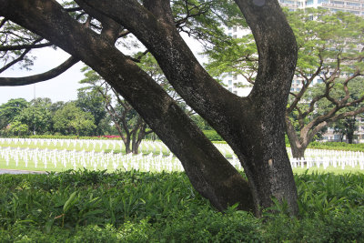 Trees with graves in the background.