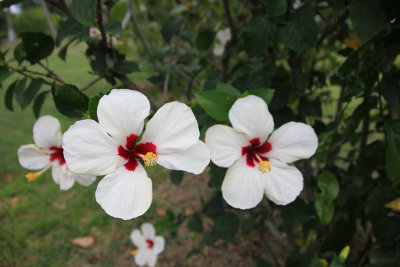 Close-up of the hibiscus flowers.
