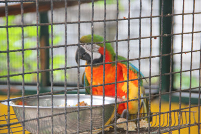 A Hybrid Macaw at the Guyana Zoo.