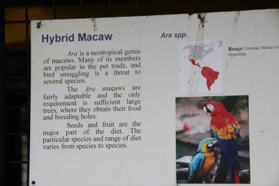 A sign describing the Hybrid Macaw.