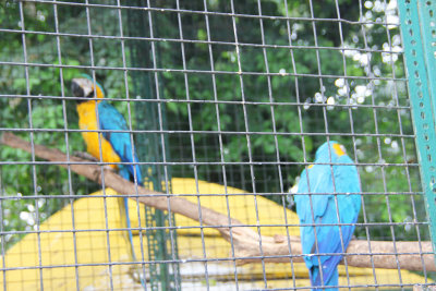 Some Blue and Gold (or Blue and Yellow) Macaws at the zoo.