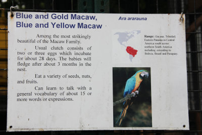 A sign describing the Blue and Gold (or Blue and Yellow) Macaw.