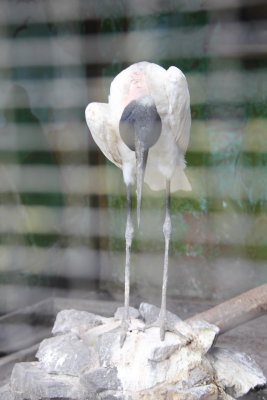 A white (stork-like) bird at the Guyana Zoo.