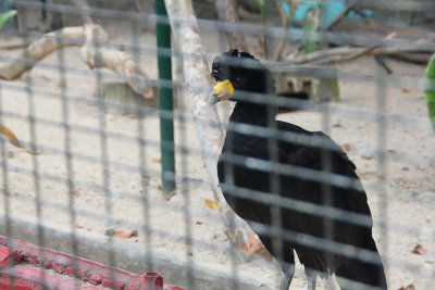 A black (crow-like) bird at the Guyana Zoo.