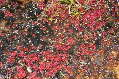 The guide explained that these are carnivorous plants.