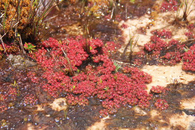 Close-up of the plants. They consume insects.