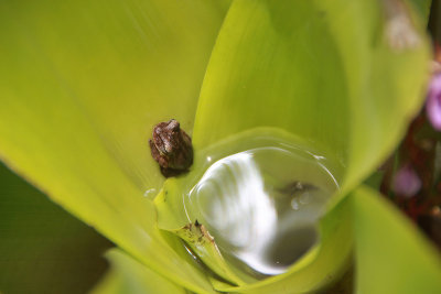 A frog living inside a liquid filled bromeliad.