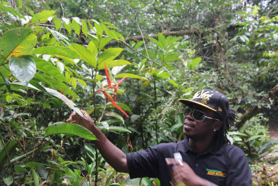 The guide was explaining characteristics of some of the rainforest plants.