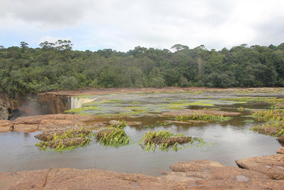 River plants near the top of the falls.