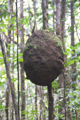 Walking back from the falls, we spotted this termite's nest. Better here, than next to your home!