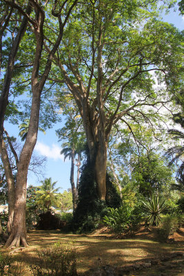 One of the many old large trees at the botanical gardens, which comprise 20 acres.