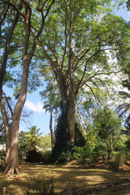 One of the many old large trees at the botanical gardens, which comprise 20 acres.