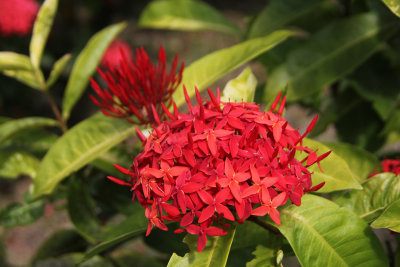 A stunning red tropical flower.