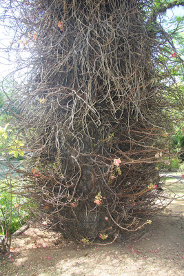 Gnarly vines wrapped around a tree. 