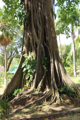 A magnificent tree with sinuous roots and vines.