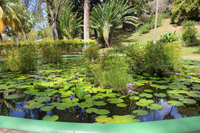 Pond with lily pads.