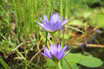 Water lilies in the pond.