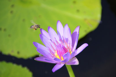 Note the bee flying towards the water lily.