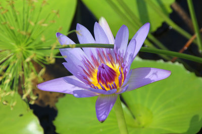 Close-up of one of the water lilies.