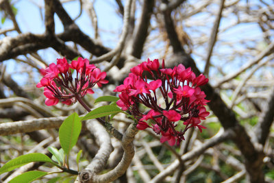 Exquisite red flowers at the botanical gardens.