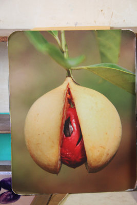I had a guided tour of the plant where I was shown this photo of a nutmeg plant.