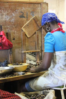 She is shelling the nutmeg beans.