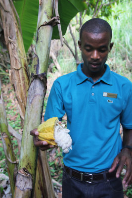 The guide broke this cocoa pod open to show us how the cocoa beans are extracted.
