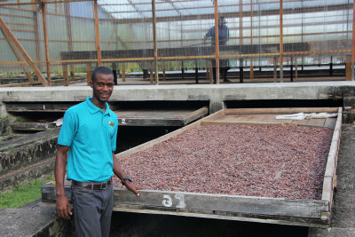 As the tour guide demonstrated, the fermentation process is finalized by drying the cocoa beans in the sun.
