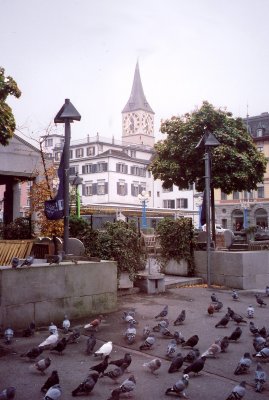 Pigeons on the sidewalk.