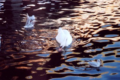 Swans swimming in the Reuss River.  Swans and ducks are ever-present in Lucerne.