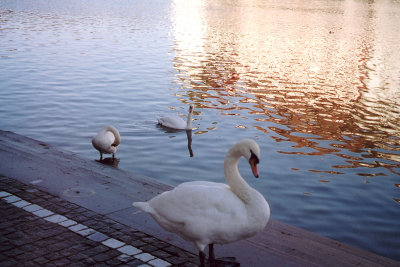 Close-up of swans in Lucerne.