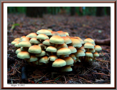 Bospaddestoelen (mushrooms)