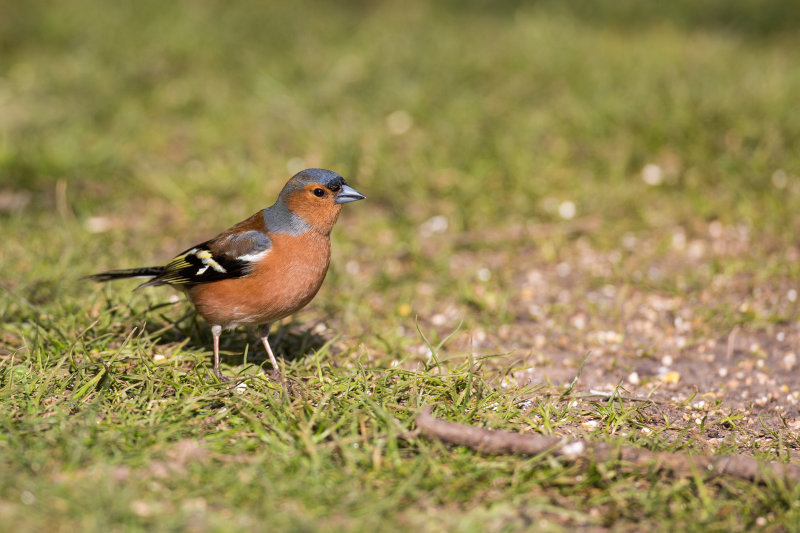 Chaffinch (Fringilla coelebs)