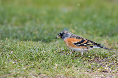 Brambling (Fringilla montifringilla)