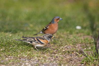 Brambling and Chaffinch (males)