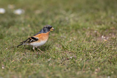 Brambling (Fringilla montifringilla)