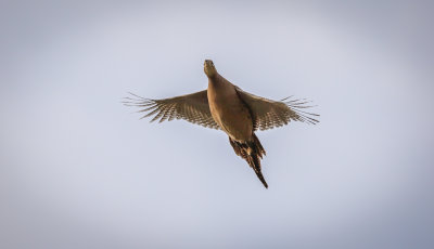 Pheasant (Phasianus colchicus)