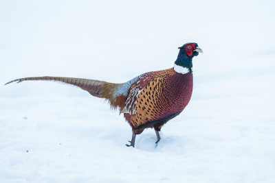 Pheasant (Phasianus colchicus)