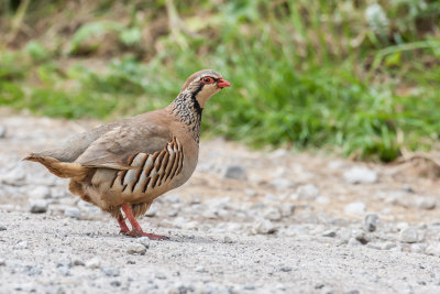 Red Legged Partridge (Alectorus rufa)