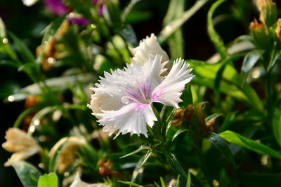 DSC_2883.jpg