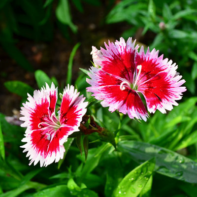 DSC_2893.jpg