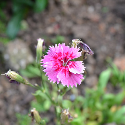 DSC_2940.jpg