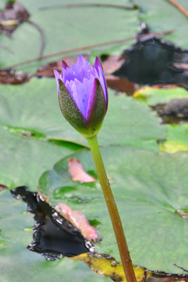 DSC_2970.jpg